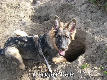 Graven tijdens de pup training bij Dogtouch